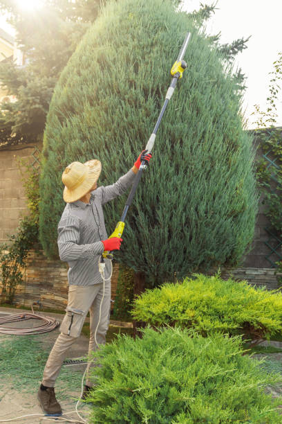 Professional Tree Services in Presidio, TX